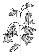 Campanula bell flower flower sketch engraving PNG illustration. T-shirt apparel print design. Scratch board style imitation. Black and white hand drawn image.