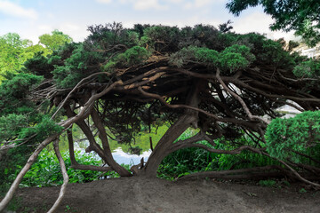 Majestic old tree with a large hollow trunk and twisted branches in a serene park setting.
