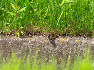 用水路で餌を探すスズメ
