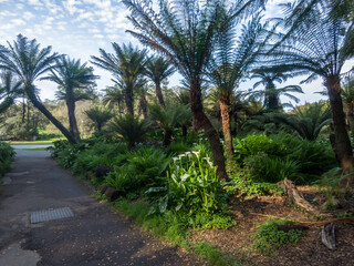 Obraz premium Fern and palm trees in the Golden Gate Park, San Francisco, California, United States of America.