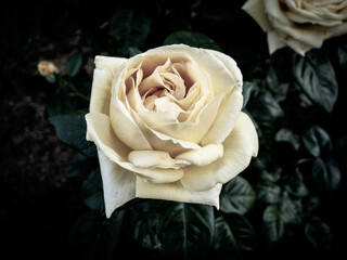 クリーム色の薔薇の花をクローズアップ撮影