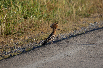 Exploring Nature: Common Hoopoe Observing from the Roadside