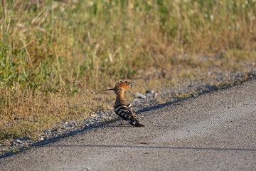 Unique Moment: Common Hoopoe (Upupa epops) in the Roadside Ditch