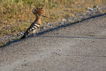 Winged Treasure: Common Hoopoe (Upupa epops) on the Roadside © davidcpb