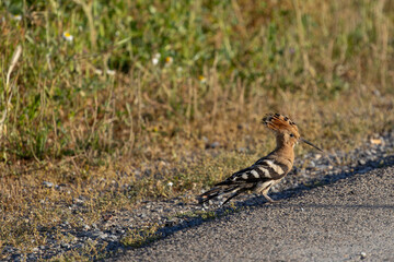 Wildlife Encounter: Common Hoopoe (Upupa epops) on the Roadside