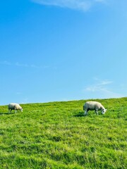 Obraz premium sheep on a meadow