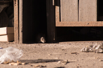gray rat hides in the shadows