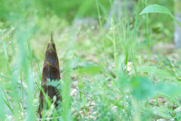 緑の中で顔を出したタケノコ