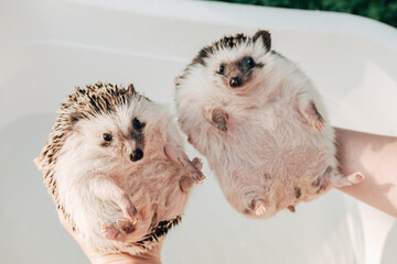 Hedgehog bathing.Two wet hedgehogs in hands on a bath background.African pygmy hedgehog bathes in a...