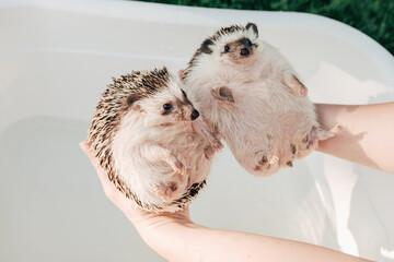 Two wet hedgehogs in hands on a bath background.African pygmy hedgehog bathes in a blue bath....