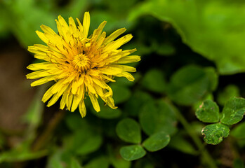 yellow dandelion flower