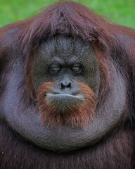Close up Borneon orangutan