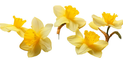 realistic photo of Daffodil flowers 