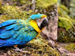 Macaw 