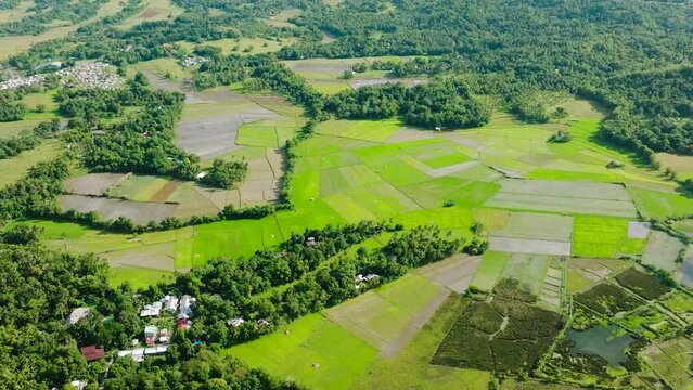 Agricultural land with paddy green fields and houses. Tropical forest in Tablas Island. Romblon, Philippines.