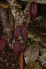 Cocoa pods or cocoa fruits on a cocoa tree on the Caribbean island of Grenada.