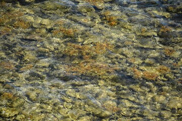 Sargassum seaweed on the Petit Carenage Beach, Carriacou, Grenada