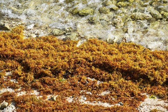 Sargassum seaweed on the Petit Carenage Beach, Carriacou, Grenada