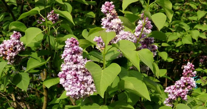 Footage  clip with blooming purple lilacs. They are gently moved by the wind