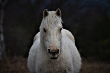 white horse portrait