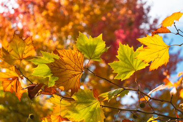 autumn leaves in the sun