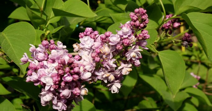Macro footage video clip with blooming purple lilacs.gently moved by the wind