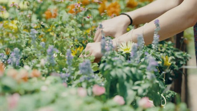 Woman clipping flowers in a nursery
