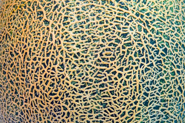 Cantaloupe background and texture, close up