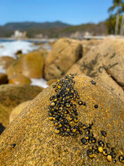 Seashells on a stone. Snails on a stone. Ocean. Mexico.