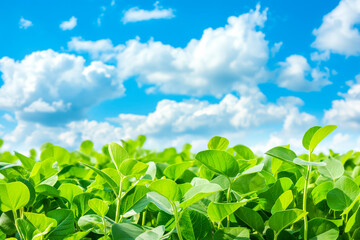 Obraz premium View of soybean farm agricultural field with sky, Green agriculture background