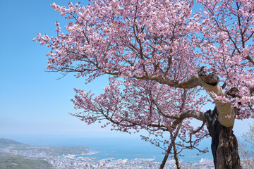 小樽市天狗山にある一本桜の天狗桜 / A single cherry tree named 'Tengu-Sakura' at...