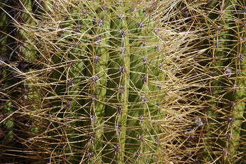 Close-up view of a spiky cactus