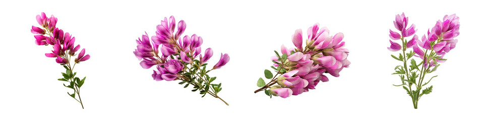 Collection of Astragalus isolated on transparent png background. Generative ai