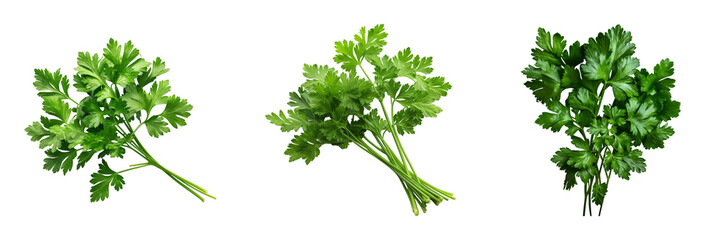 Collection of Chervil isolated on transparent png background. Generative ai