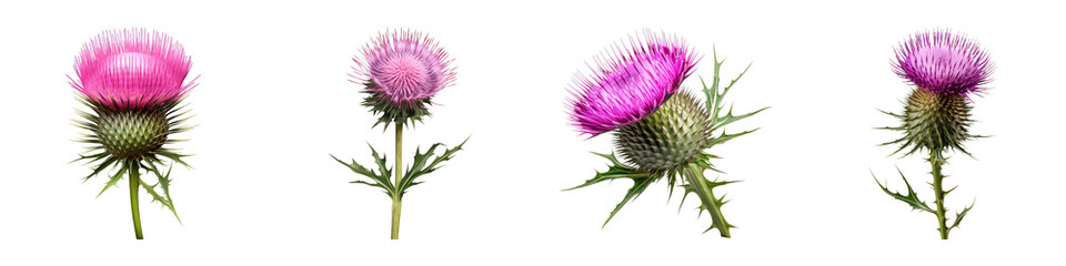 Collection of Milk Thistle isolated on transparent png background. Generative ai