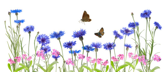 Beautiful blooming meadow flowers and flying butterflies isolated on white, banner design