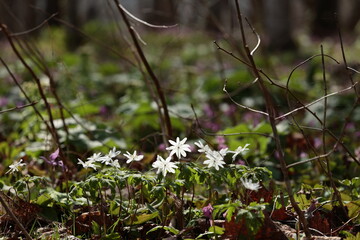 群生するキクザキイチゲ