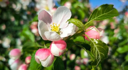 Beautiful Spring Apple tree flowers blossom, close up. Spring flowering apple tree on a background of blue sky at sunset. Spring orchard branches sway in the wind