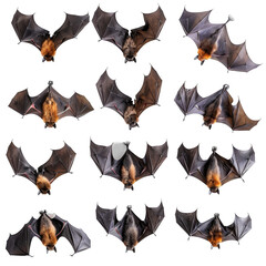 A series of photographs of bats in various positions