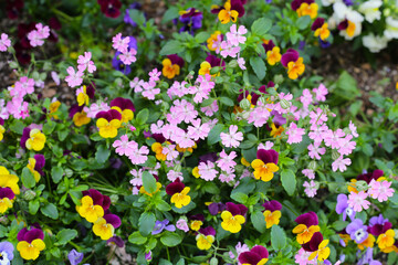 Beautiful flowers in the garden