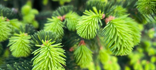Young green shoots on branches coniferous trees.Growing pine fir tree garden going spring background branches deep green