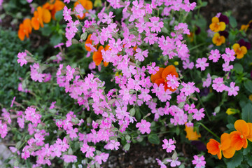 Obraz premium Silene pendula pink flower in the garden