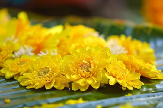 vibrant yellow konna flowers celebrating vishu festival kerala traditional art
