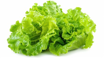 Close-up fresh green lettuce leaves isolated on a white background. Salad, diet, healthy vegetables concept.