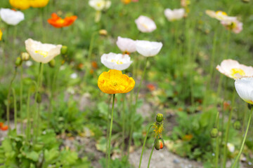 Beautiful poppy flower garden. The Expo 70 Commemorative Park, Osaka, Japan