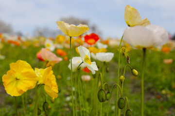 Beautiful poppy flower garden. The Expo 70 Commemorative Park, Osaka, Japan