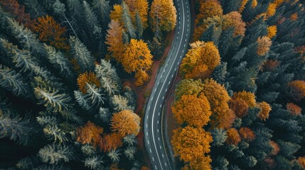 Sepia colours, road through spruce forest from above, drone shot, Mondsee, Mondseeland, Salzkammergut, Upper Austria, Austria, Europe