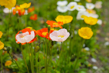 Beautiful poppy flower garden. The Expo 70 Commemorative Park, Osaka, Japan