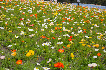 Beautiful poppy flower garden. The Expo 70 Commemorative Park, Osaka, Japan