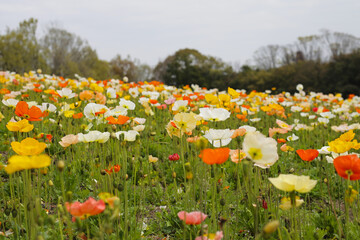 Beautiful poppy flower garden. The Expo 70 Commemorative Park, Osaka, Japan